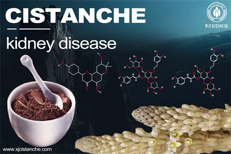 cistanche-kidney disease-1(49) cistanche-kidney disease-1(49)