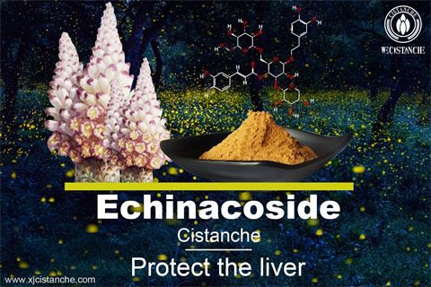 cistanche extract powder