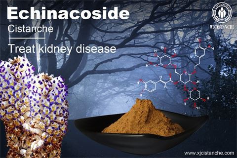 cistanche tubolosa benefits: treating kidney diseases