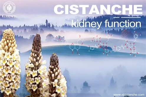 cistanche powder improves kidney function