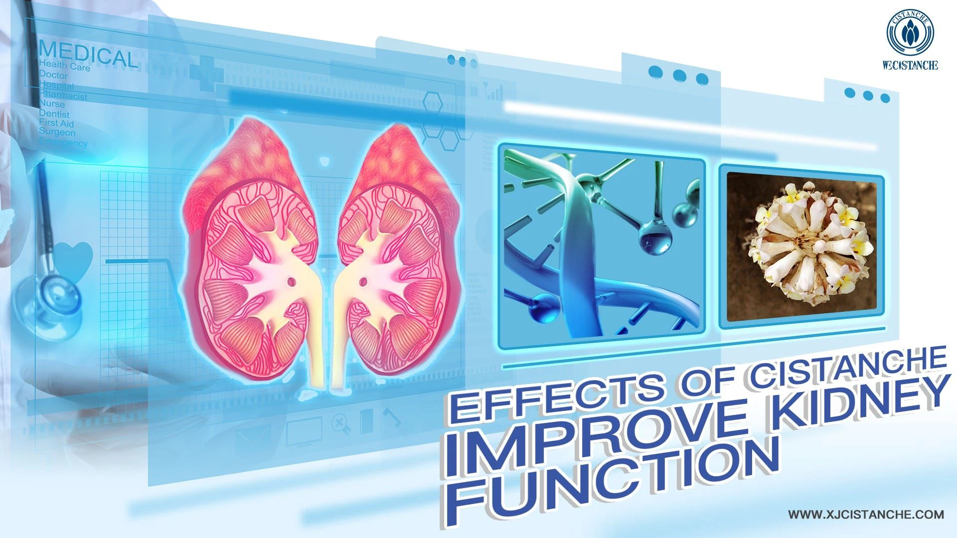 improve kidney function herb improve kidney function herb