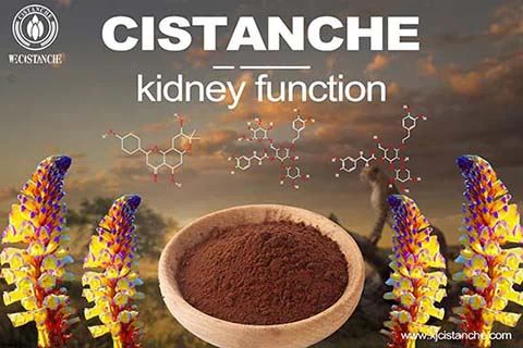 BEST BOTANICAL HOLISTIC CARE FOR KIDNEY DEFICIENCY