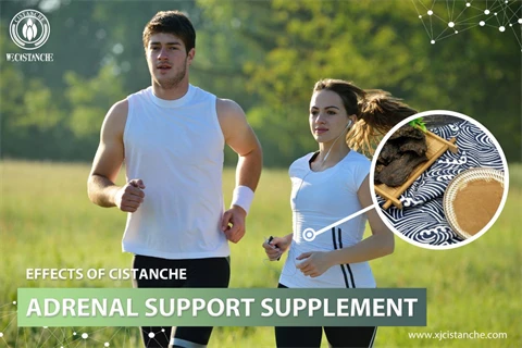 effects of cistanche：adrenal support supplement