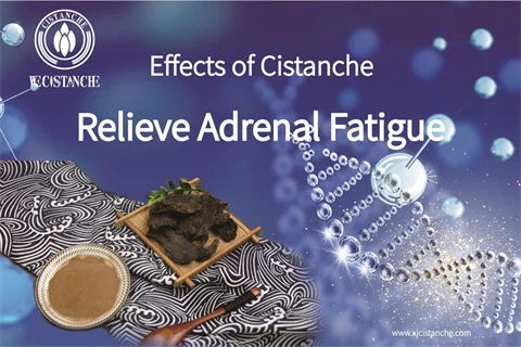cistanche benefits reddit：improve adrenal gland function