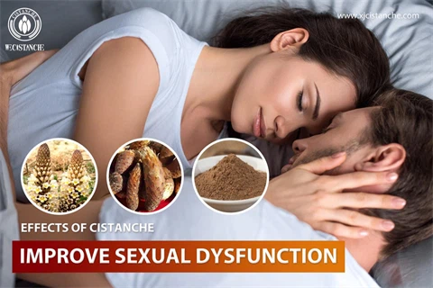 cistanche herb benefits：improve sexual dysfunction