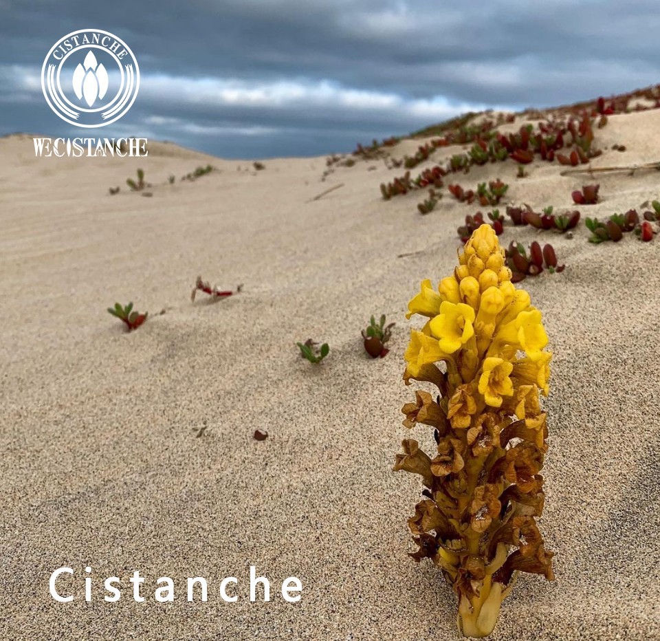 cistanche deserticola vs tubulosa