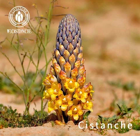 Cistanche Benefits on Male fertility Cistanche Benefits on Male fertility