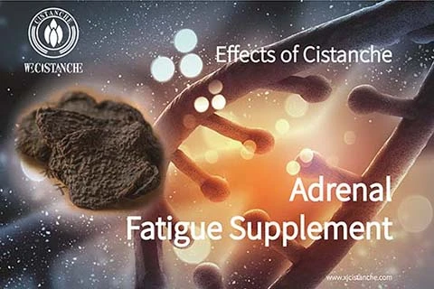 Cistanche Benefits on Male fertility Cistanche Benefits on Male fertility