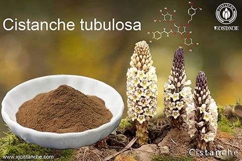 Cistanche extract can reduce Inflammatory hyperplasia
