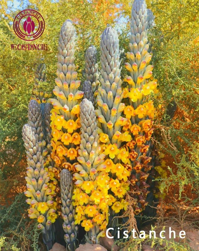 Cistanche Salsa