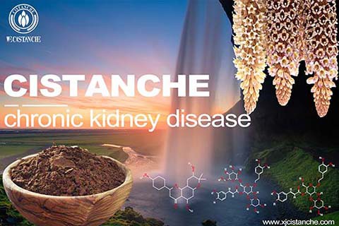Cistanche-chronickidney disease-1(79)