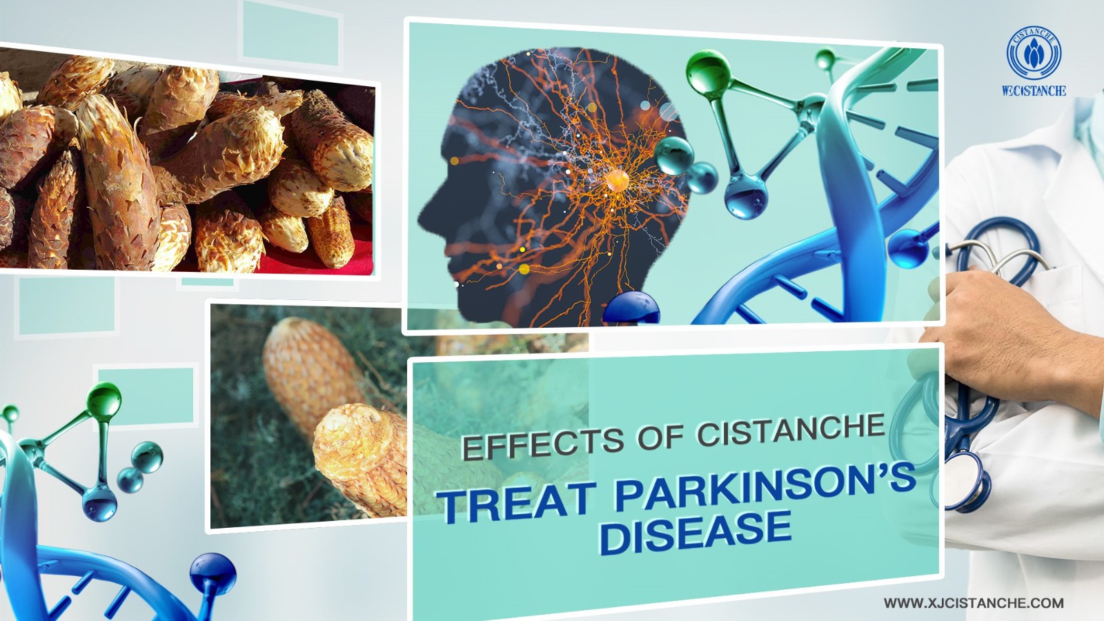 cistanche tubulosa side effects cistanche tubulosa side effects