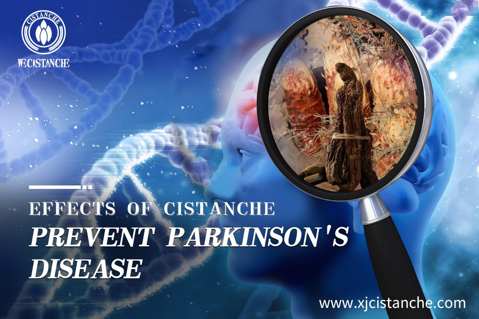 cistanche tubulosa extract cistanche tubulosa extract