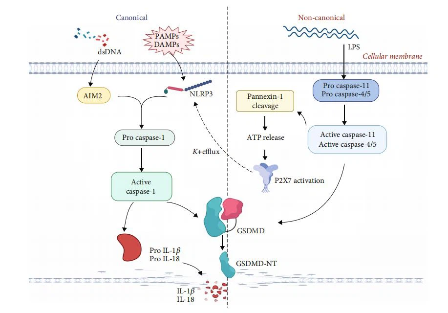 cistanche amazon for kidney disease