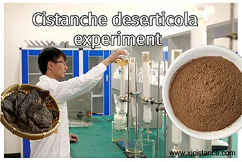 Cistanche deserticola experiment