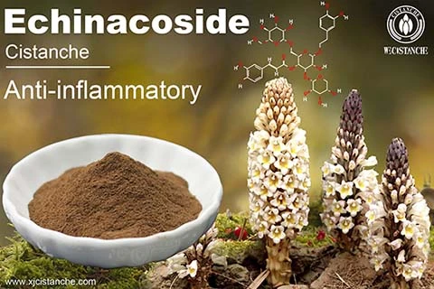 Cistanche extract can anti-Inflammatory