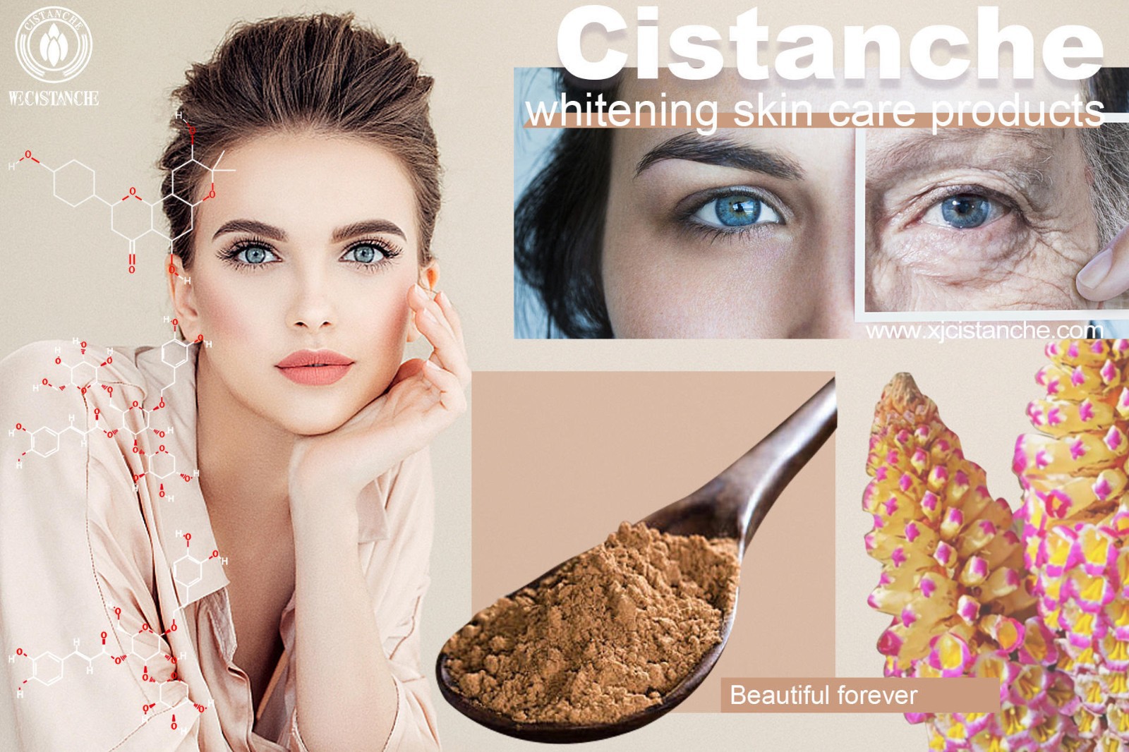 cistanche tubulosa supplement cistanche tubulosa supplement