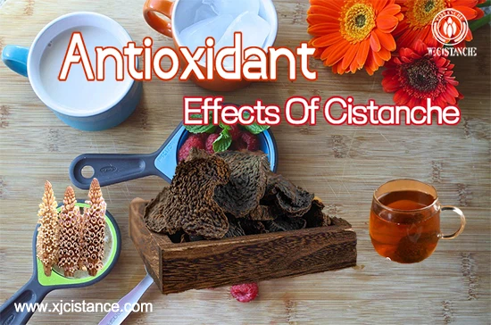 Desert ginseng—Antioxidant