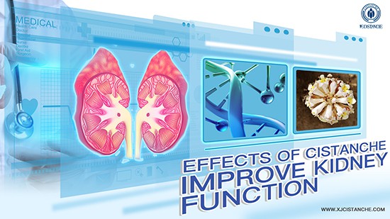 effects of cistanche-improve kidney function (6)