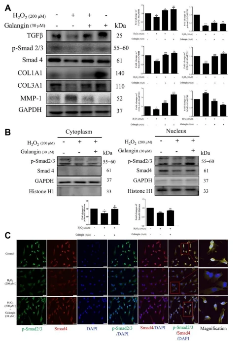 Protective effects of cistanche Protective effects of cistanche