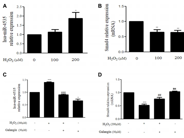 Protective effects of cistanche Protective effects of cistanche