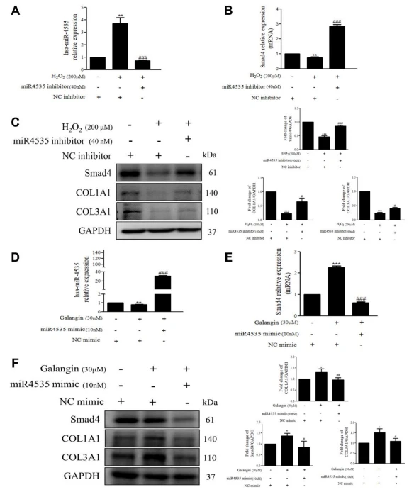 Protective effects of cistanche Protective effects of cistanche
