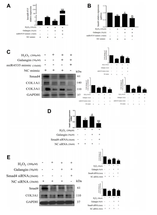 Protective effects of cistanche Protective effects of cistanche