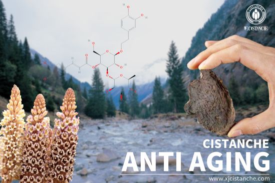 Protective effects of cistanche Protective effects of cistanche