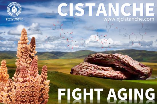 Protective effects of cistanche Protective effects of cistanche