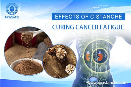 Cistanche antifatigue function (56)