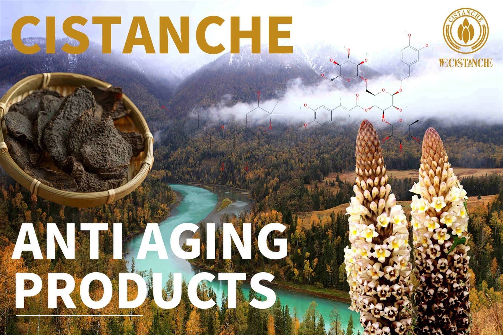 cistanche for sale