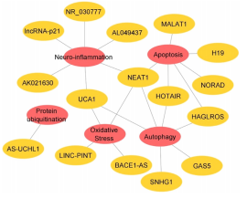 image Fig. 4 – Network view of lncRNAs in PD and their involvement in various biological functions like autophagy, apoptosis, oxidative stress, neuroinflammation and protein ubiquitination.