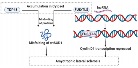 image Fig. 7 – Regulatory role of lncRNAs in ALS