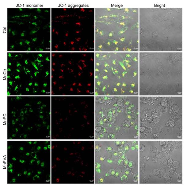 Fig. 5 Fluorescence images of MDA-MB-231 cells after incubation with MnCl2, MnPC, and MnPVA (6 mM) respectively for 36 h and staining with the JC-1 fluorescent probe.