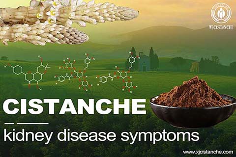 CISTANCHE EXTRACT WITH 25% ECHINACOSIDE AND 9% ACTEOSIDE FOR KIDNEY