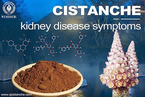 CISTANCHE EXTRACT WITH 25% ECHINACOSIDE AND 9% ACTEOSIDE 
