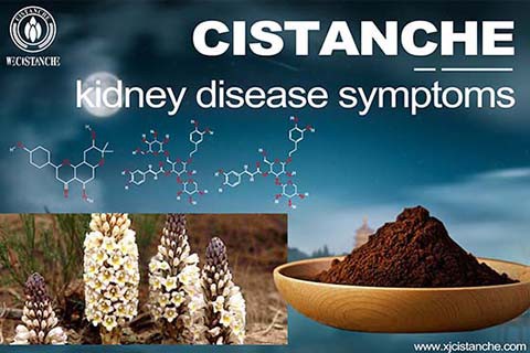 CISTANCHE EXTRACT WITH 25% ECHINACOSIDE AND 9% ACTEOSIDE 