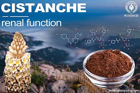 CISTANCHE EXTRACT WITH 25% ECHINACOSIDE AND 9% ACTEOSIDE 