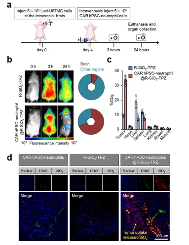 imageFig. 6 | In vivo distribution of CAR neutrophil-delivered R-SiO2-TPZ nanoparticles (NPs). a Schematic of intravenously administered Cy5-labeled CAR neutrophil@R-SiO2 NPs and R-SiO2 NPs for in vivo cell tracking study. 5 × 105 luciferase (Luci)-expressing U87MG cells were stereotactically implanted into the right forebrain of NRG mice. After 4 days, mice were intravenously treated with PBS, 5 × 106 Cy5-labeled CAR neutrophil@R-SiO2 NPs and R-SiO2 NPs. b Time-dependent biodistribution of Cy5+ neutrophils in the whole body, brain, and other organs was determined and quantified by fluorescence imaging at the indicated hours. c Biodistribution of CAR neutrophil@R-SiO2 NPs and R-SiO2 NPs in mice at 24 h post-injection was analyzed by inductively coupled plasma-optical emission spectrometry (ICP-OES) based on Si element, and data was expressed as the percentage of injected dose per gram of tissue (%ID/g). n = 5 biologically independent samples. Data are represented as mean ± SD. Source data are provided as a Source Data file. d Representative fluorescence images of CD45 and SiO2 in the indicated glioblastoma xenografts isolated from tumor-bearing mice were shown. Scale bars, 100 μm. Biological triplicates were performed independently.