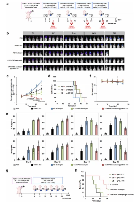 Fig. 7 | In vivo anti-tumor activities of combinatory CAR-neutrophils and R-SiO2-TPZ nanoparticles (NPs) were assessed via intravenous injection. a Schematic of intravenously administered PBS, PB-neutrophils, CAR-neutrophils, and CAR-neutrophil@ R-SiO2-TPZ NPs for in vivo tumor-killing study. 5 × 105 luciferase (Luci)-expressing U87MG cells were stereotactically implanted into the right forebrain of NRG mice. After 4 days, mice were intravenously treated with indicated neutrophils weekly for a month. Time-dependent tumor burden was determined (b) and quantified (c) by bioluminescent imaging (BLI) at the indicated days. Data are mean ± SD for mice in (b) (n = 5), one-way analysis of variance (ANOVA). d Kaplan-Meier curve demonstrating survival of indicated experimental groups (n = 5) was shown. Released human tumor necrosis factor-α (TNFα) and IL-6 in the peripheral blood (e) and body weight (f) of different mouse groups were measured at the indicated days. Data are mean ± SD, n = 5 biologically independent samples. g, h Anti-tumor activity of increased dosage frequencies of CAR-neutrophils and RSiO2-TPZ NPs was assessed. g Schematic of intravenously administered CAR-neutrophils, R-SiO2-TPZ NPs, and CAR-neutrophil@ R-SiO2-TPZ NPs for in vivo tumor killing study. h Kaplan-Meier curve demonstrating survival of indicated experimental groups was shown (n = 5). Kaplan–Meier curves were analyzed by the log-rank test. Source data are provided as a Source Data file.