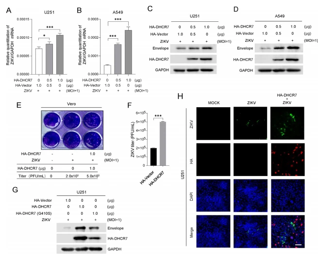 Fig. 2. Overexpression of DHCR7 promotes ZIKV replication. A–D U251 and A549 cells were transfected with HA-vector or HA-DHCR7 at the indicated concentrations for 12 h and then infected with ZIKV for a further 36 h. The ZIKV RNA levels were detected by RT-PCR with GAPDH as an internal control (A, B), and the protein levels of the ZIKV envelope, HA-DHCR7, and GAPDH were detected by Western blot (C, D). E, F Vero cells were infected with ZIKV-containing supernatant from Fig. 2C for 48 h to determine ZIKV copies by plaque assay. G U251 cells were transfected with HA-vector, HA-DHCR7, or HA-DHCR7 (G410S) for 12 h and infected with ZIKV for 36 h, and the protein levels of ZIKV envelope, HA-DHCR7 and GAPDH were detected by Western blot. H U251 cells were transfected with HA-vector or HA-DHCR7 (1 μg) for 12 h infected with ZIKV for 36 h, and subsequently incubated with mouse anti-flavivirus and rabbit anti-HA antibodies, following stained with FITC-conjugated antimouse and Cy3-conjugated anti-rabbit secondary antibodies. Nuclei were stained with DAPI. The images were visualized by confocal microscopy. Scale bar ¼ 100 μm. Data are from at least three independent experiments (mean  SD) or representative data (C, D, E, G, H). Statistical significance was calculated using Student's two-tailed unpaired t-test (F) or one-way ANOVA with Dunnett's multiple comparisons test (A, B). *P < 0.05, ***P < 0.001. SD, standard deviation.