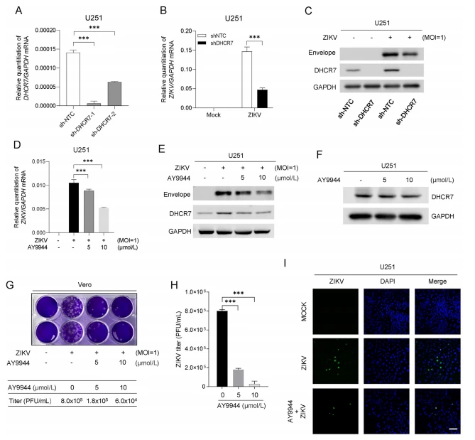 Fig. 3. Knockdown of DHCR7 reduces ZIKV infection in U251 cells. U251 cells were transduced with the lentiviral particles containing shRNA against DHCR7 (shDHCR7-1 and sh-DHCR7-2) or a nontarget sequence (sh-NTC), followed by puromycin selection for 14 days. The knockdown efficiency was determined by RT-PCR. B, C DHCR7-silencing U251 (sh-DHCR7) and sh-NTC U251 cells were mock infected or ZIKV infected (MOI ¼ 1) for 36 h. The intracellular ZIKV RNA level was detected by RT-PCR with GAPDH as an internal control (B) and the protein levels of the ZIKV envelope, DHCR7, and GAPDH were detected by Western blot (C). D, E U251 cells were treated with DHCR7 inhibitor AY9944 at the indicated concentration for 2 h, then infection with ZIKV (MOI ¼ 1) for 48 h. The cells were subjected to RT-PCR to detect ZIKV RNA (D). The protein levels of the ZIKV envelope, DHCR7, and GAPDH were detected by Western blot (E). F U251 cells were treated with DHCR7 inhibitor AY9944 at the indicated concentration for 36 h, and DHCR7 and GAPDH were detected by Western blot. G, H Vero cells were infected with ZIKV-containing supernatant from Fig. 3E for 48 h to determine ZIKV copies by plaque assay. I U251 cells were treated with AY9944 at the indicated concentration for 2 h, then infection with ZIKV at MOI ¼ 1 for 36 h. The images were visualized by confocal microscopy. Scale bar ¼ 100 μm. Data are from at least three independent experiments (mean  SD) or representative data (C, E, F, G, and I). Statistical significance is calculated using one-way ANOVA with Dunnett's multiple comparisons test (A, D, H) or two-way ANOVA with Sidak's multiple comparisons test (B). ***P < 0.001. SD, standard deviation.