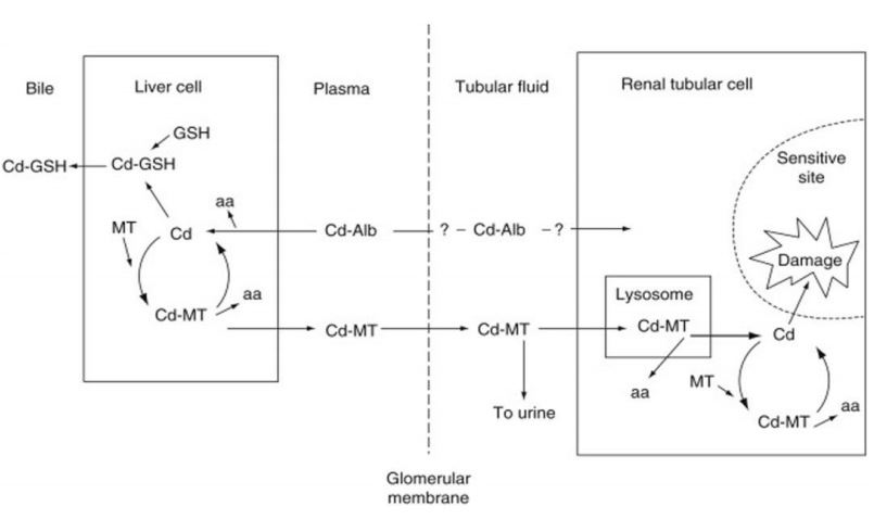 CISTANCHE EXTRACT WITH 25% ECHINACOSIDE AND 9% ACTEOSIDE FOR KIDNEY 