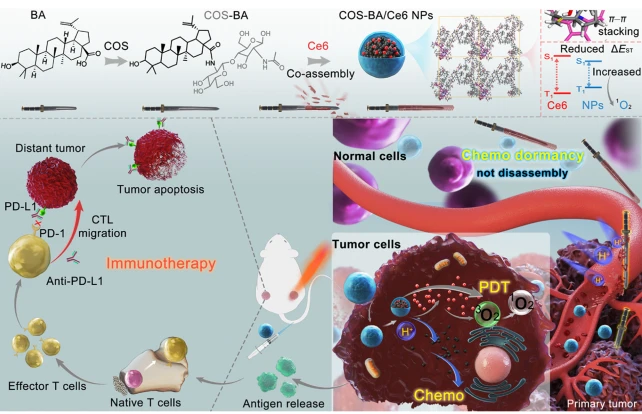 Scheme 1 PDT and chemotherapy of co-assembled COS-BA/Ce6 NPs potentiated anti-PD-L1 to induce a systemic antitumor immunotherapy. The introduction of water-soluble COS can effectively enhance the chemotherapeutic activity of BA (depicted as a half-sword), resulting in a hyperactive COS-BA amphiphilic prodrug (long-sword). When co-assembled with photosensitizer Ce6 (scabbard), the shell-structured and pH-sensitive nano-assemblies had a smart and distinctive 