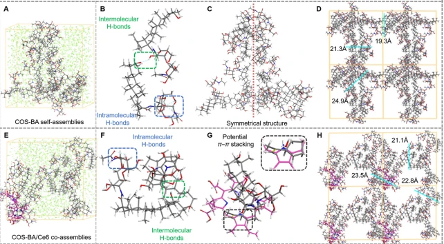 Figure 2 Structures of (A) COS-BA self-assemblies and (E) co-assembled COS-BA/Ce6 NPs after molecular dynamics (MD) simulation for 5 ns with a structural unit molar ratio of 8:1 (COS-BA/Ce6, calculated based on Ce6 loading efficiency). The line model was used for H2O and the stick models represent COS-BA or Ce6 molecules, where the C atoms of Ce6 are labeled with purple. The hydrogen bond information between COS-BA molecules in (B) its self-assemblies and (F) COS-BA/Ce6 NPs co-assemblies. (C) The apparently symmetrical structure of the COS-BA molecular arrangement after MD simulation. (G) Possible molecular interactions between COS-BA and Ce6 show potential p-p stacking. The indicated thickness of the shell molecules in an 