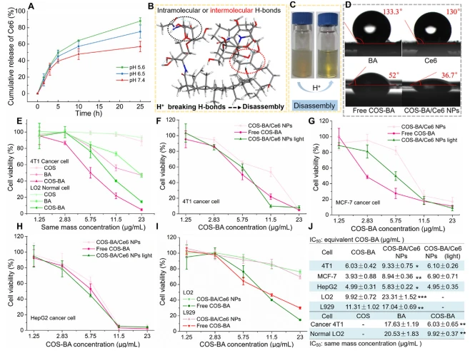 Figure 4 (A) In vitro Ce6 release profiles from COS-BA/Ce6 NPs in PBS (pH 7.4, 6.5 or 5.6) containing Tween 80 (0.5%, v/v) at 37  C. (B) The possible pH-responsive mechanism that Hþ triggers the disassembly of NPs. (C) The disassembly of COS-BA/Ce6 NPs after direct incubation in approximately pH 4.0 water. (D) The contact angle of free BA, Ce6, COS-BA, and COS-BA/Ce6 NPs, respectively. (E) Cell cytotoxicity of free BA, COS, and amphiphilic COS-BA against representative cancer 4T1 and normal LO2 cells. Cell viability of (F) 4T1, (G) MCF-7, (H) HepG2 cancer cells after being incubated with free COS-BA, COS-BA/Ce6 NPs with/without irradiation at indicated equivalent COS-BA concentration for 24 h. (I) Cell cytotoxicity of free COS-BA, non-irradiated COS-BA/Ce6 NPs against normal LO2 and L929 cells. (J) The IC50 analysis of COS-BA against cancer and normal cells. Data are expressed as means  SD (n Z 6). *P ˂ 0.05, **P ˂ 0.01, and ***P ˂ 0.001 show the significant differences.
