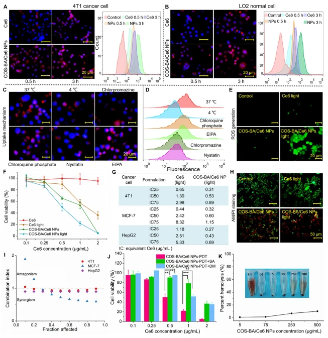 Figure 5 In vitro anticancer efficacy of COS-BA/Ce6 NPs. Cellular internalization of (A) 4T1 cancer cells and (B) LO2 normal cells incubated in free Ce6 or COS-BA/Ce6 NPs for 0.5 and 3 h, and corresponding flow cytometric analysis of fluorescence intensity. (C) Uptake inhibition of specific endocytic pathway studies and (D) corresponding fluorescence intensity of cells measured by flow cytometry after incubation with COSBA/Ce6 NPs with/without endocytic inhibitors including chlorpromazine, chloroquine, nystatin, and ethylisopropyl amiloride (EIPA). Scale bars Z 20 mm. (E) Cellular ROS generation induced by free Ce6 or COS-BA/Ce6 NPs (equivalent Ce6: 1.6 mg/mL). Scale bars Z 20 mm. (F) Cell viability of 4T1 cells after various treatments for 24 h. (G) The IC25, IC50, IC75 analysis of free Ce6 and COS-BA/Ce6 NPs against 4T1, MCF-7, and HepG2 cells, respectively. (H) Calcein-AM/propidium iodide (PI) live/dead staining of COS-BA/Ce6 NPs (Ce6: 1.6 mg/mL)-treated 4T1 cells after incubation for additional 10 h, as well as non-irradiated COS-BA/Ce6 NPs (Ce6: 3.2 mg/mL). Scale bars Z 50 mm. (I) Combination index (CI) of COS-BA/Ce6 NPs on 4T1, MCF-7, and HepG2 cells, as determined by Chou Talalay theorem calculation. (J) PDT mechanisms (Type I and Type II) induced by irradiation of COS-BA/Ce6 NPs and evaluated by specific 1 O2 and $OH quencher sodium azide (SA) and D-mannitol (DM), respectively. (K) Percent hemolysis of red blood cells after incubation with COS-BA/Ce6 NPs for 4 h. Data are expressed as means  SD (n Z 3). *P ˂ 0.05, **P ˂ 0.01, and ***P ˂ 0.001 show the significant differences.
