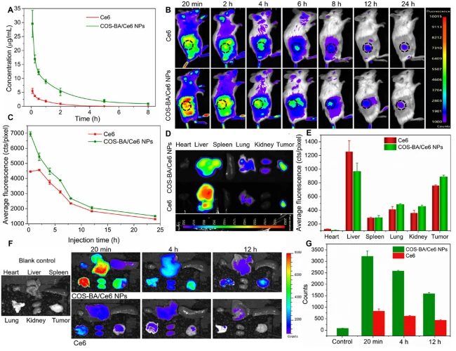 Figure 6 In vivo blood circulation and biodistribution of COS-BA/Ce6 NPs. (A) Ce6 concentration-time profiles in the blood after i.v. injections of equivalent Ce6 or co-assembled COS-BA/Ce6 NPs (n Z 3). (B) Whole-body fluorescence images of 4T1 tumor-bearing mice after i.v. injections of indicated drugs at various time points. (C) Average fluorescence intensity obtained from the tumor sites in (B). (D) Ex vivo fluorescence images of tumors and major organs excised from the above mice at 24 h, and corresponding (E) fluorescence intensity quantitative result (n Z 3). (F) Ex vivo fluorescence images of tumors and major organs at different times after i.v. injections of Ce6 or COS-BA/Ce6 NPs, and (G) corresponding fluorescence intensity analysis of tumors. Data are expressed as means  SD (n Z 3).