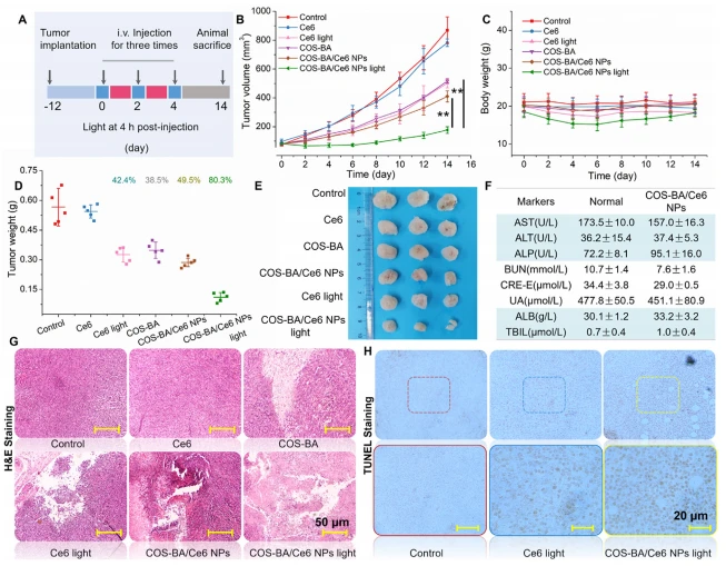 Figure 7 Efficacy study with a subcutaneous 4T1 xenograft model. (A) Schematic illustration of in vivo PDT treatment. (B) Tumor growth profiles, (C) body weight changes, and (D) excised tumor weights containing tumor inhibition ratios of 4T1-bearing mice after various treatments in the indicated groups (n Z 5 for each group). (E) Images of excised tumors from representative mice after treatment. (F) Serum biochemistry analysis after treatment with COS-BA/Ce6 NPs for 14 days. (G) Representative H&E staining of excised tumor sections after different treatments. Scale bars Z 50 mm. (H) TUNEL staining of free Ce6 and COS-BA/Ce6 NPs PDT-treated tumor sections. Scale bars Z 20 mm **P < 0.01 indicates the significant differences.