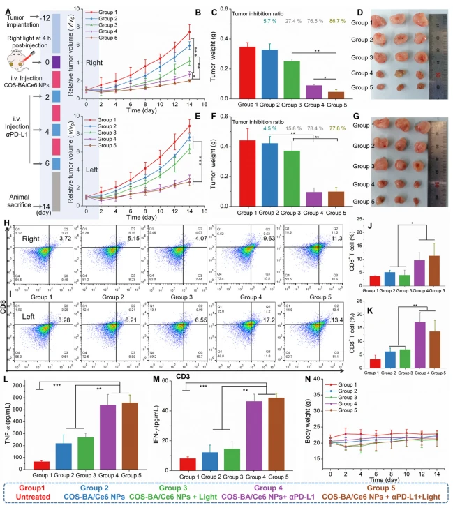 Figure 8 Anti-tumor effect of COS-BA/Ce6 NPs-based chemotherapy/PDT plus checkpoint blockade anti-PD-L1 immunotherapy. (A) Schematic illustration of CNPs-based chemotherapy/PDT with anti-PD-L1 therapy. (BeD) (B) The tumor growth profiles, (C) average tumor weights, and (D) images of excised tumors from representative mice for primary (right) tumors after various treatments for 14 days as indicated. (EeG) (E) The tumor growth curves, (F) average tumor weights, and (G) images of excised tumors for non-irradiated distant (left) tumors after different treatments as indicated. (H) Populations of CD8þ T cells in right tumors and (J) percentages of CTL infiltration were quantitatively detected by flow cytometry after 14 days of treatment. (I, K) Populations of CD8þ T cells in left tumors on Day 14 were quantitatively detected by flow cytometry (n Z 3). Secretion of cytokines in sera after 14 days of treatment including (L) IFN-g and (M) TNF-a measured by ELISA assay (n Z 3). (N) Changes in mice body weight during various treatments. *P < 0.05, **P < 0.01, and ***P < 0.001 show the significant differences.